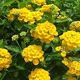 lantana plante médicinale Growth depends on soil, temperature.