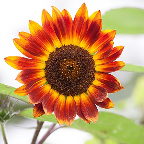 Nain ornementales Tournesol Mélange de graines - Helianthus Annuus Cover