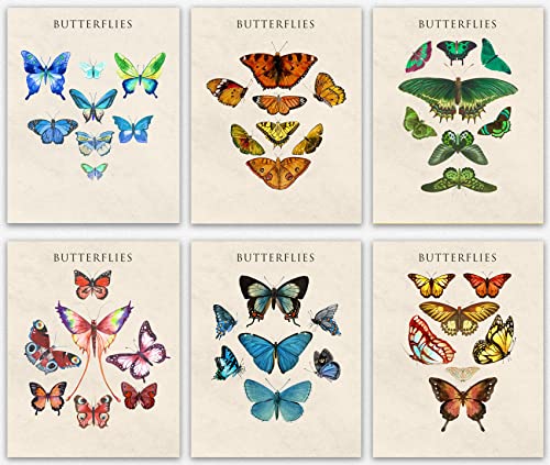 Affiche papillon vintage lot de 6 posters colorés 20x25cm pour décoration murale chambre