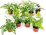 Fern Variety Pack (4 Plants) (4
