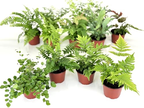 Fern Variety Pack (4 Plants) (4 Fern Variety Pack (4 Plants) (4