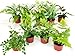 Fern Variety Pack (4 Plants) (4" Pots)