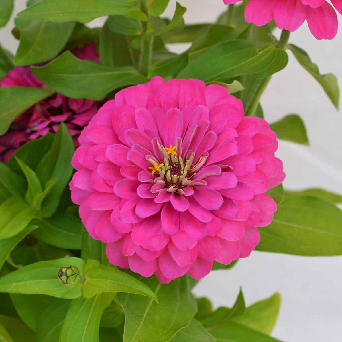 Zinnia Hybrid Flower Plants Flower All Season for Home Garden Pack