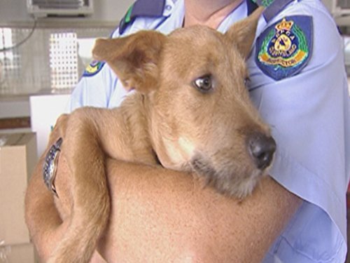 The Lone Ostrich My Ex s Python & Mt. Morgan Puppy Surrender