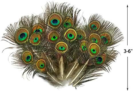 Moonlight Feather | 10 Pieces - Mini Natural Peacock Tail Body Feathers 3-6" Long