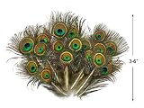 Moonlight Feather | 10 Pieces - Mini Natural Peacock Tail Body Feathers 3-6" Long
