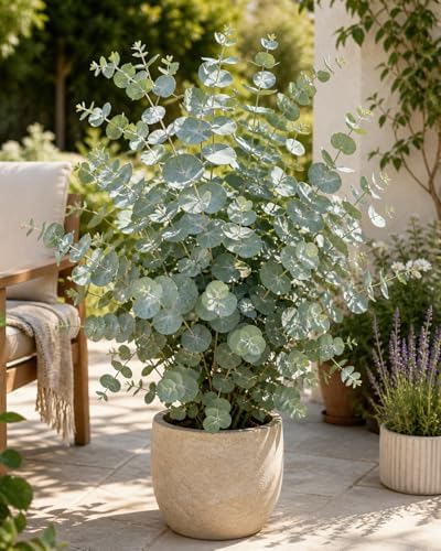 Stilvolle Eukalyptus Silver Dollar Winterhart Bilder