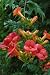 TRUMPET-HUMMINGBIRD Vine Scarlet "Campsis Radicans." 20+ Perennial Seeds