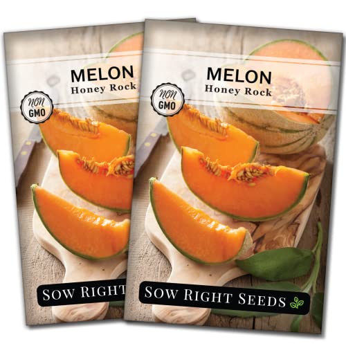 Sol Set Rockmelon Honey Rock Melon Seeds: Top Picks For A Sweet Harvest