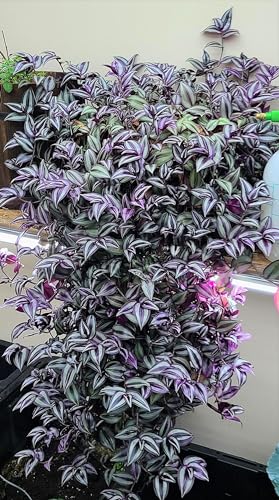 paperhome Wandering Jew - Tradescantia Zebrina - Inch P.Lant 9 Pcs C.uttings Silver Purple Burgundy