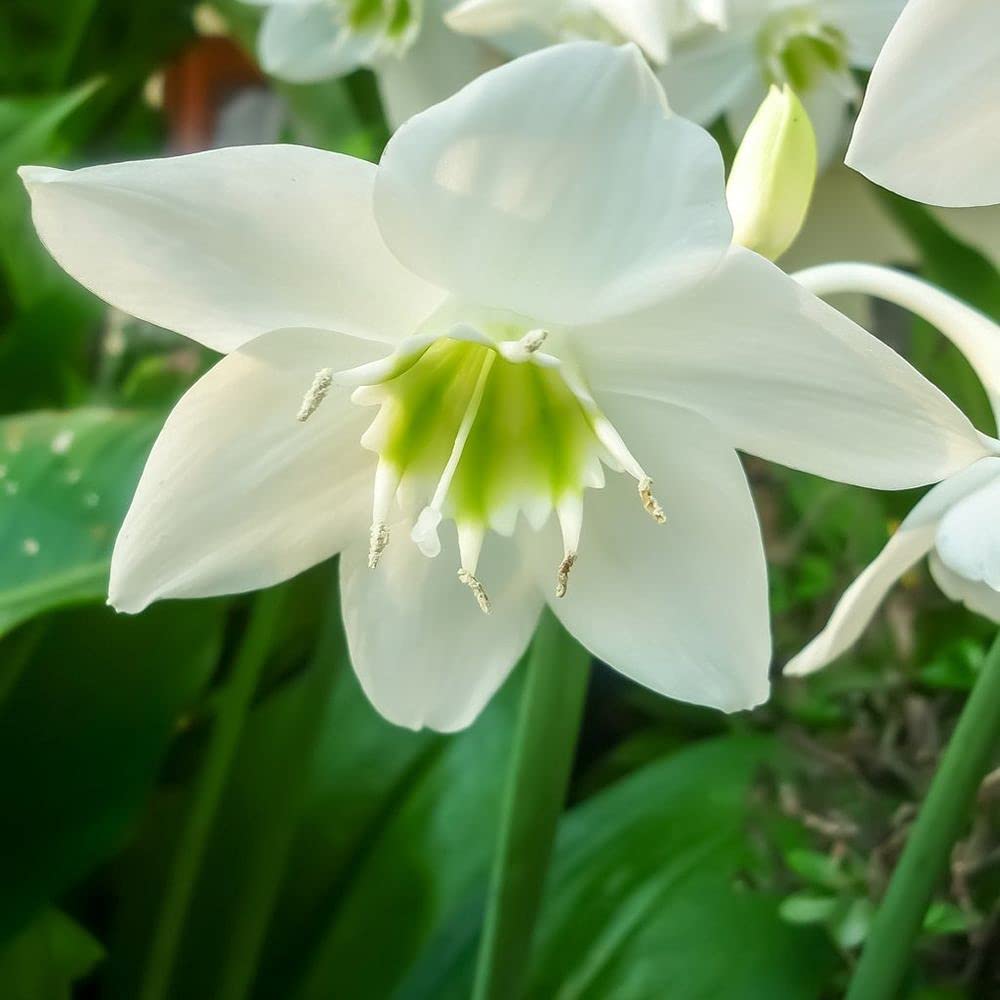 Flower Bulbs |Eucharis Lily |White Colour |Amazon Lily |100% Germination Rate | Suitable for Indian Climate | Grow All Season Flower Bulbs | for Pot & Home Garden | Pack of 5 Bulbs By Live green (B0995J1MG5) Amazon Price History, Amazon Price Tracker