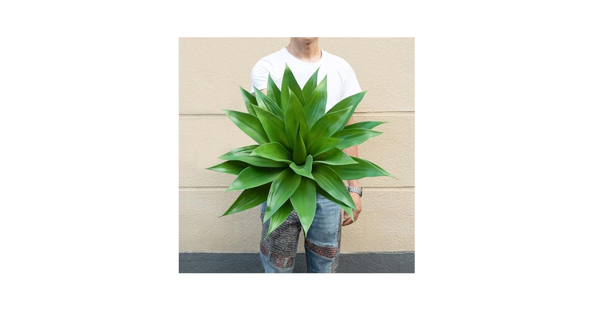 ソウラボAGAVE- [ Z ] ERO BOTANIZE PLA POT Nieuwkoop Europe