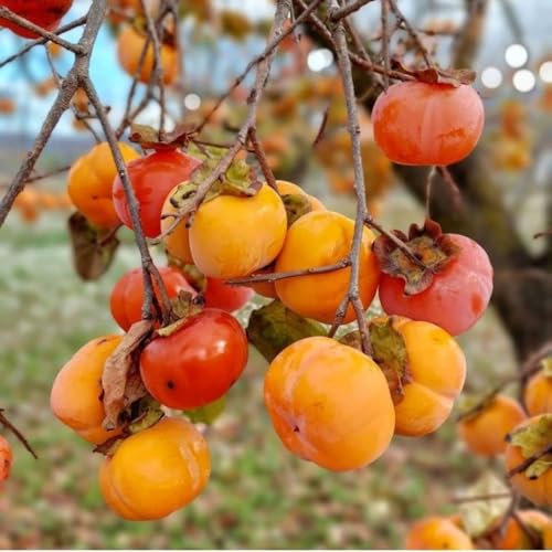 4 Cold Hardy Persimmon Tree Bare Roots, Persimmon Fruit Tree Seedlings 6-12 Inches, Outdoor Planting, Winter Dormant