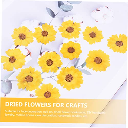 Flores secas prensadas para manualidades DIY miniatura 6
