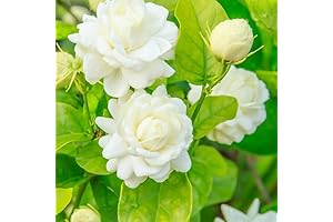 Grand Duke of Tuscany Jasmine Live Plant