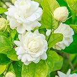 Set 2 of Jasmine Plant Indoor Live, Grand Duke of Tuscany Jasmine Flower Plant Between 5 and 7 Inc Tall Garden Growing