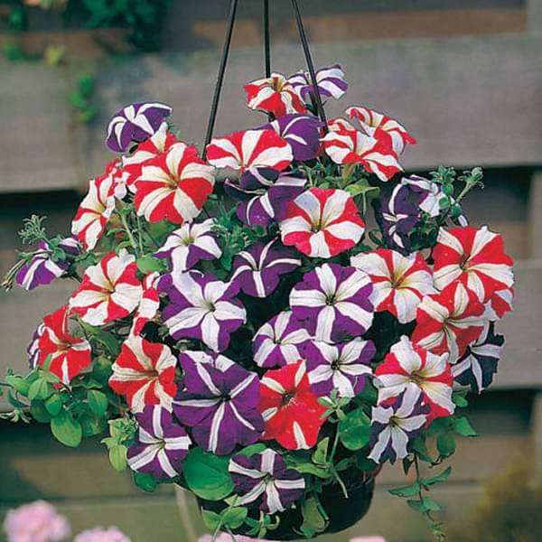 Image of Petunia Flower Seeds - Easy-to-Grow Annual Garden Seeds for Vibrant Blooms, Hanging Baskets, Containers & Pollinator-Friendly Gardens(Pack Of 200+ Seed)