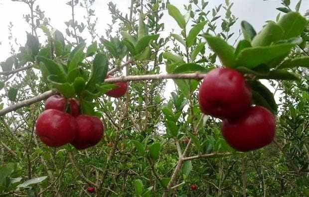 Sanju Live Barbadose Cherry Plant Suitable For Bonsai Live plant