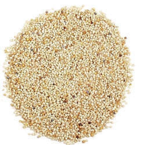 obbi fresh Poppy Seeds Khus Khus, Posta Dana 50 gm