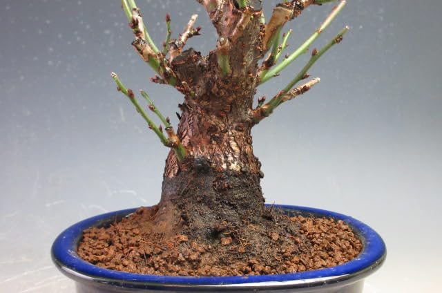 Amazon.co.jp: 盆栽 梅 東雲(一重咲き・ピンク）太幹【現品】(10004605