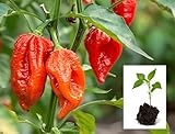 Ghost Pepper Plants Live Bhut Jolokia | Extremely Hot Heirloom Chili | Non-GMO Starter Plants | Ready to Transplant (1 Plant)