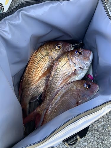 Buffalo Gear 絶縁釣り用クーラーバッグ 50cm 20L