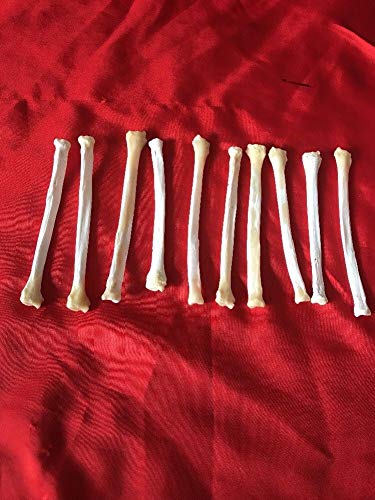 10 Real Red Fox Leg Bone Craft Supply Jewelry Earring Gothic Claws Decoration