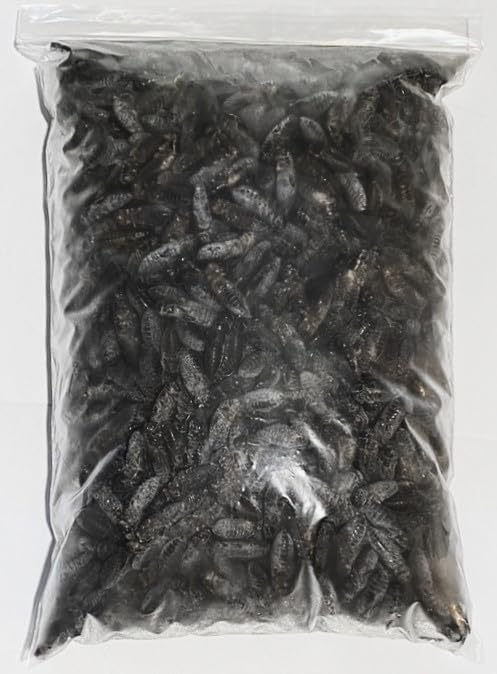 冷凍クロコL約1000匹1kg冷凍コオロギ 冷凍クロコL 約1000匹1kg