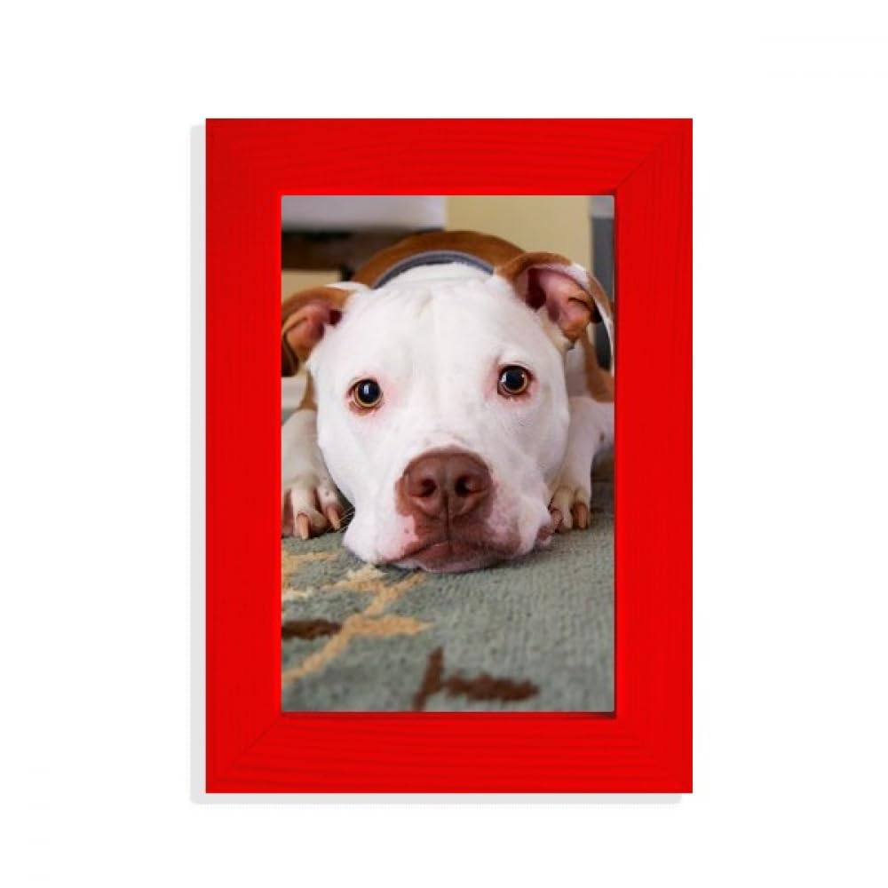 Cadre photo bouledogue blanc rouge : le cadeau parfait pour les amoureux de chiens