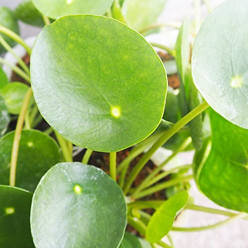 ピレア・ペペロミオイデス 3.5号ポット 1個売り【品種で選べる観葉植物】学名:Pilea peperomioides/イラクサ科ピレア属の非耐寒性多年草/別名:チャイニーズマネープラント、パンケーキプランツ/原生地:西インド諸島●ピレア・ペペロミオイデス