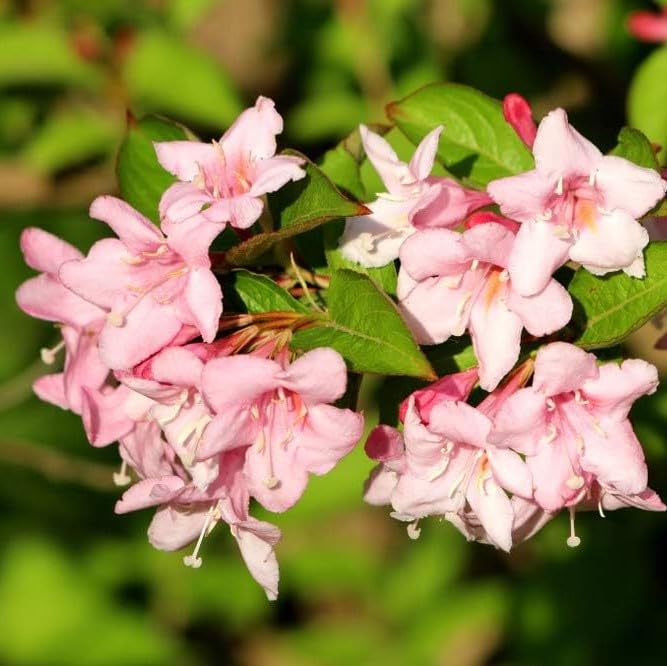 Weigela Florida 'Pink Princess' in 2L Pot, Stunning Pink Bell-Shaped Flowers 3fatpigs®