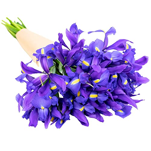 Stargazer Barn Be My Roman Empire Bouquet Telstar Iris Fresh Flowers Bouquet - Prime Delivery, Fresh Cut Bouquet of Flowers Gift For Birthday, Anniversary, Mothers, Get Well - 20 Stems - Thumbnail 2