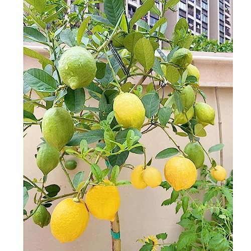 55+ Dwarf Lemon Bonsai Tree Seeds For Planting Heirloom And Organic Non-Gmo High Survival Rate Delicious Fruit For Home Garden #TOP2