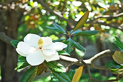 Gro From Southern Magnolia Seeds For Planting (Magnolia Grandiflora) Dwarf Tree 20+ #TOP2