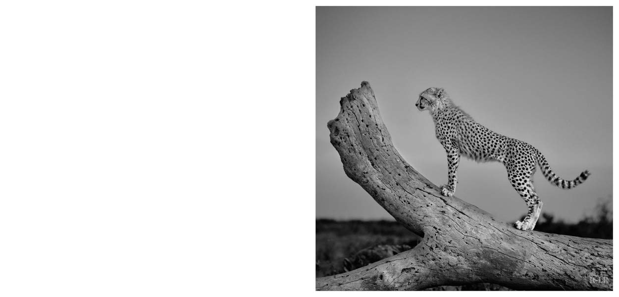 Nor dread nor hope attend: Photographs From The Plains of Africa