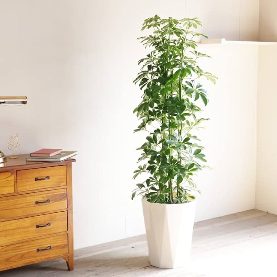 専用出品、ラフィドフォラ・テクルシバ（マングーカズラ） シェフレラ・アルボリコラ 516MzTK5dpL._UF350,350_QL50_.jpg