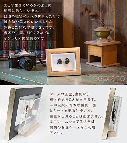Amazon.co.jp: 虫の標本 ミドリツヤダイコクコガネ 2匹 ライトフレーム