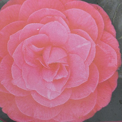 Camellia Japonica 'Princess Bachiotti' 15cm Pot Size