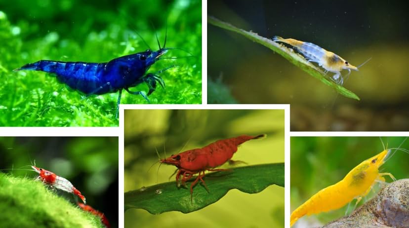 5 x Mix Shrimp Cherry Red, Blue Velvet/Dream, Yellow Fire, Orange & Red Rili Live Shrimp Neocaridina Freshwater Aquarium