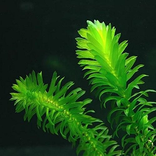 New Anacharis Egeria Elodea Densa Beginner Tropical Live Aquarium Plants Java Moss #TOP1