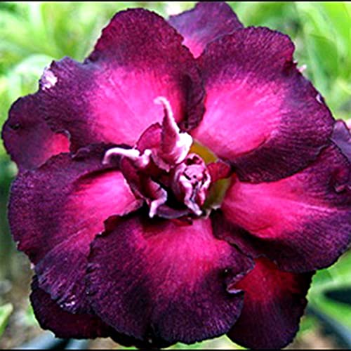 QAUZUY GARDEN 100 Mixed Desert Rose Seeds Adenium Obesum | Premium Non-GMO Heirloom Flower Seeds | Attractive Perennial Tropical Exotic Succulent Plant - Thumbnail 4