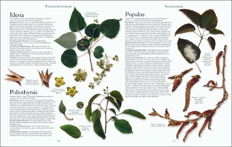 The Botanical Garden: Trees and Shrubs