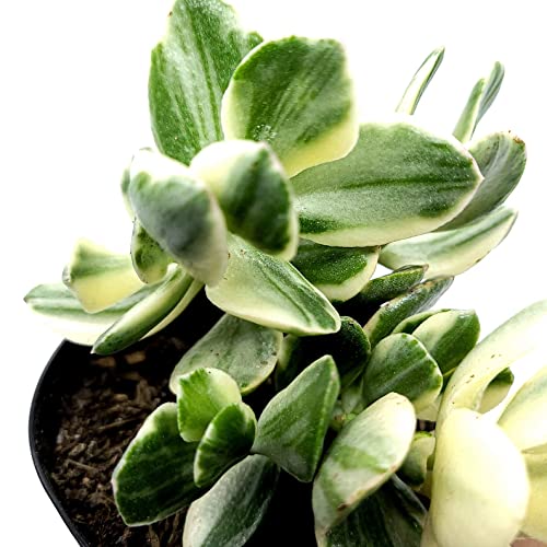 Variegated Jade Ovata Succulent Plant - Live House Plant In Mini Pot (Ships From Malibu Tropical Nursery In California) White-Green #TOP6