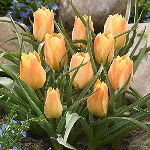 Amazon 国華園 原種系チューリップ 球根 早期販売 ブライトジェム 10球 21年春商品 球根