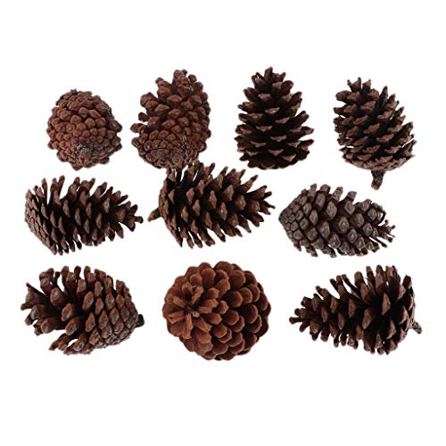 Colcolo 10 Conos de Pino Secos Naturales Grandes en Flores Secas para Decoración Navideña, 6-8 cm