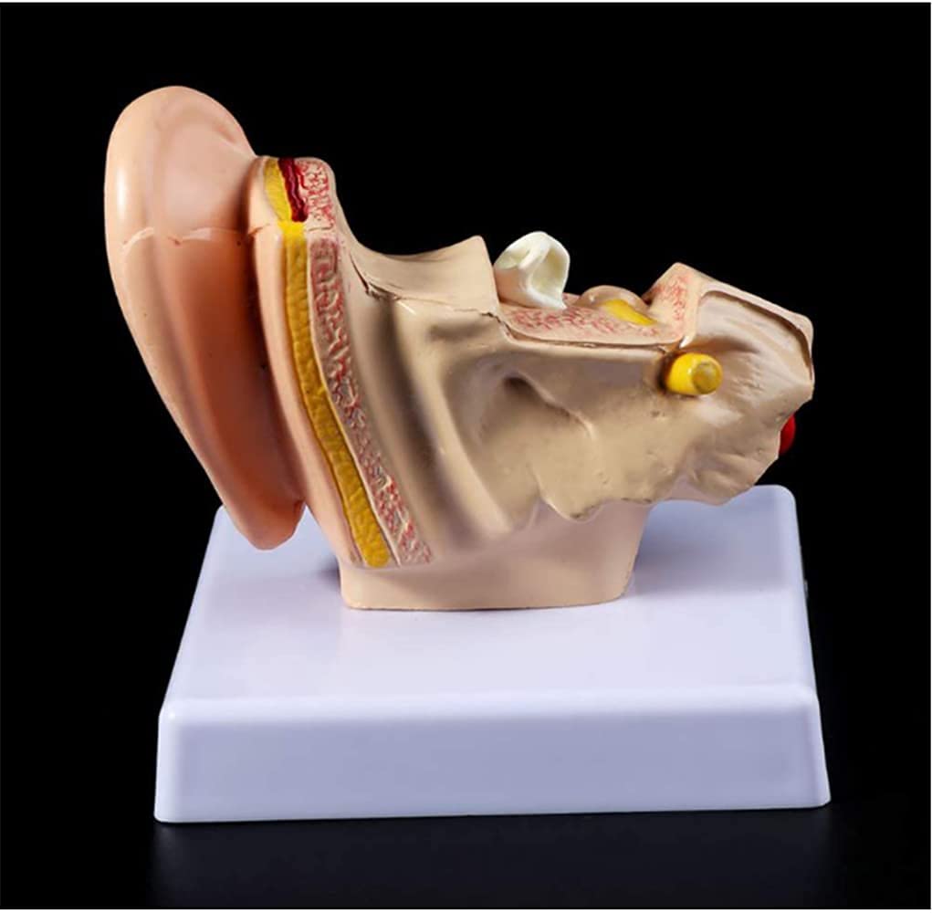 Model Anatomii Ucha Ludzkiego, Model Anatomii Ucha Ludzkiego 1,5 Razy Większy Model Akcesoriów Medycznych, Profesjonalne Organiczne Materiały Medyczne