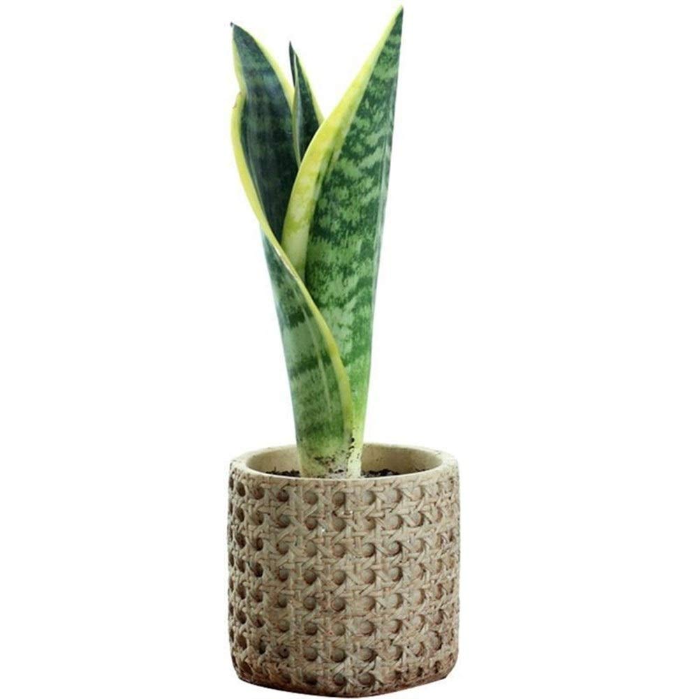 Pentole Pianta 1 Pc Vaso da Fiori Macetas Flower Pot Planter Macetas Rustico Cemento Planter Container Vaso di Fiori Bonsai Pot for Office per Tutte Le Piante da casa, i Fiori, Le Erbe