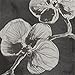 Madhouse by Michael Aram 16 Count Lunch Napkins, Black Orchid