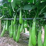 La grande berenjena también lo sorprende con un alto y temprano rendimiento de frutas brillantes de color verde oscuro.