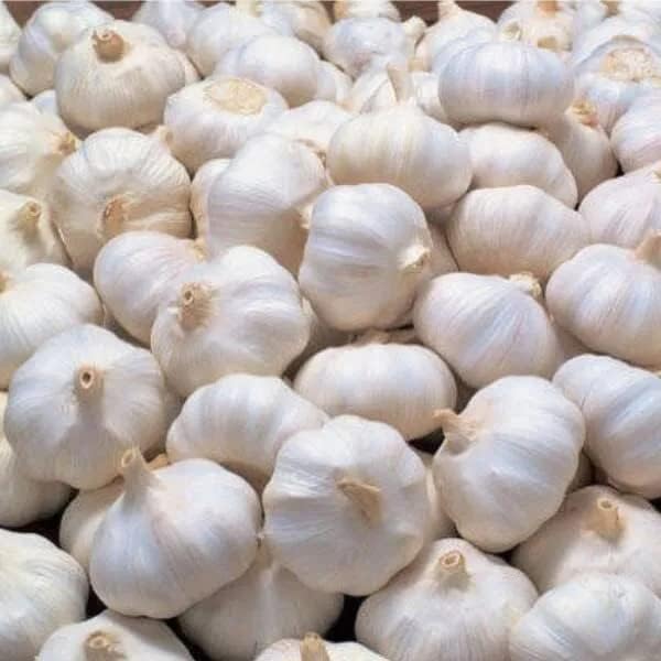 AYWAL Garlic Bulb for Planting and Growing (Pack Of 40 Bulbs) L88 (B0CSXH8JWB) Amazon Price History, Amazon Price Tracker